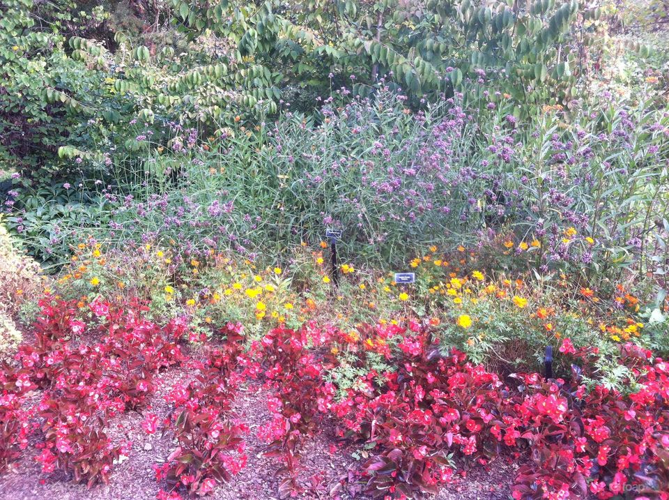 Multi-colored summer garden. Many colors of flowers in bloom in a garden