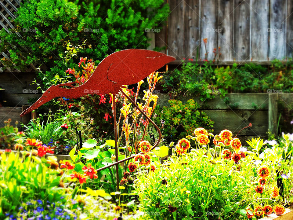 California coast summer garden