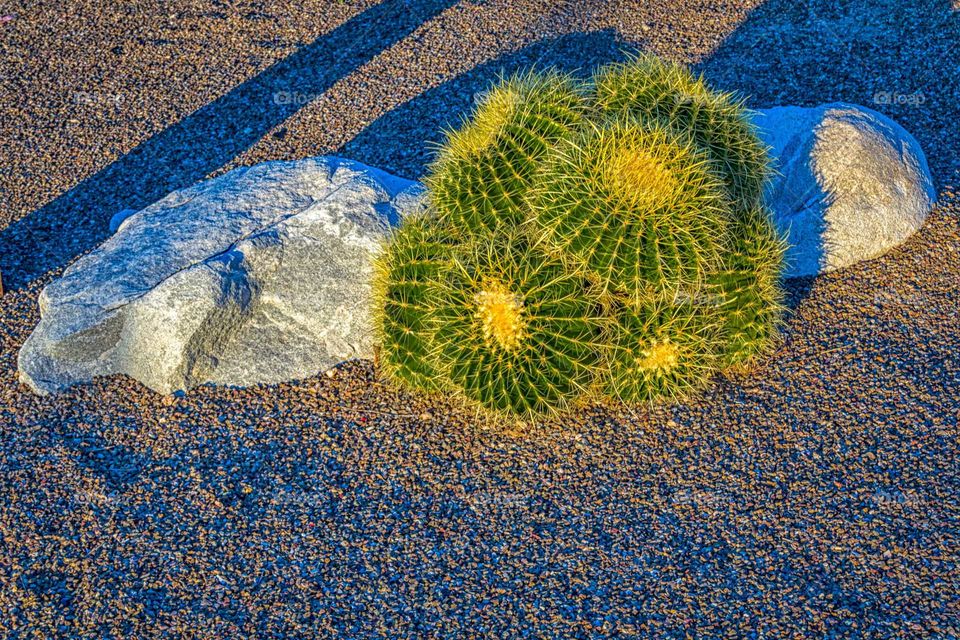 cactus with rock
