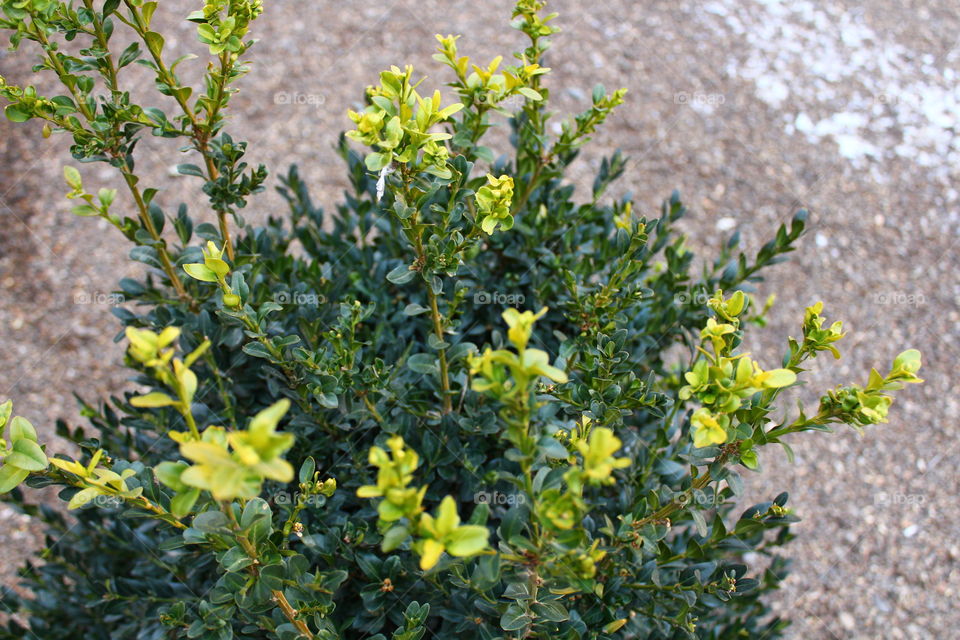 Close-up macro shot of green plant