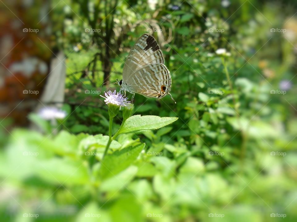 Sri lanka beautiful butterflies