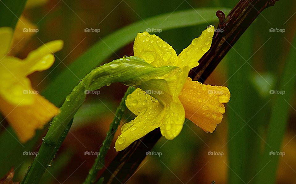 Daffodil on a rainy Spring morning. Daffodil on a rainy Spring morning