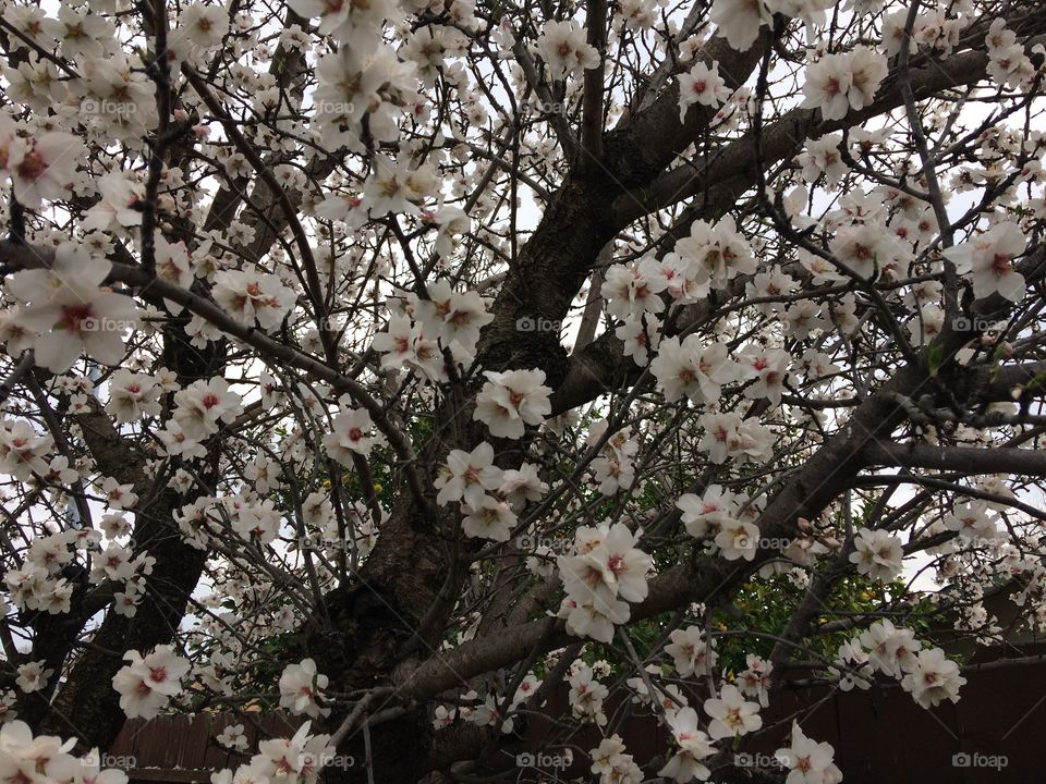 Almond Blossoms 