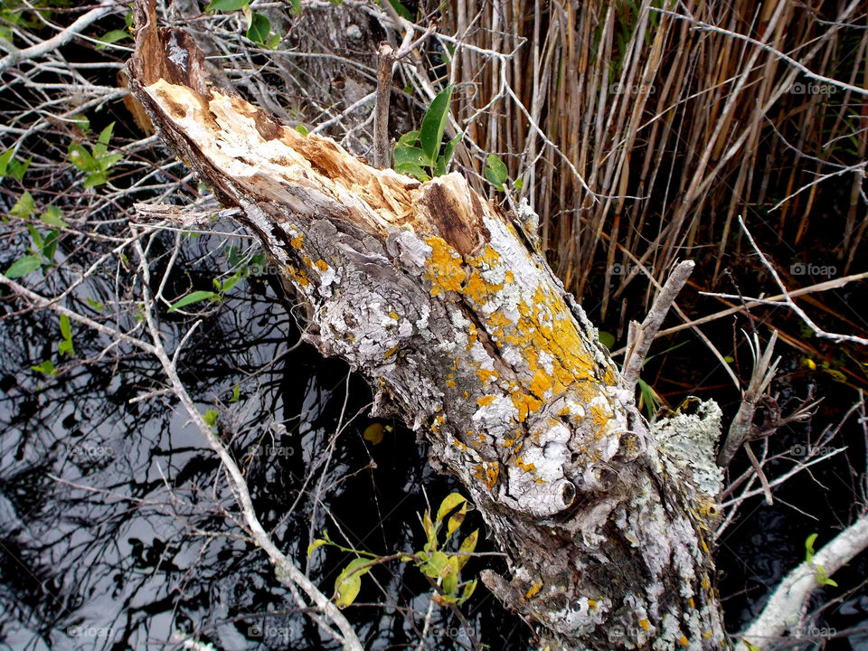 Bark in the swamp . Torn tree 