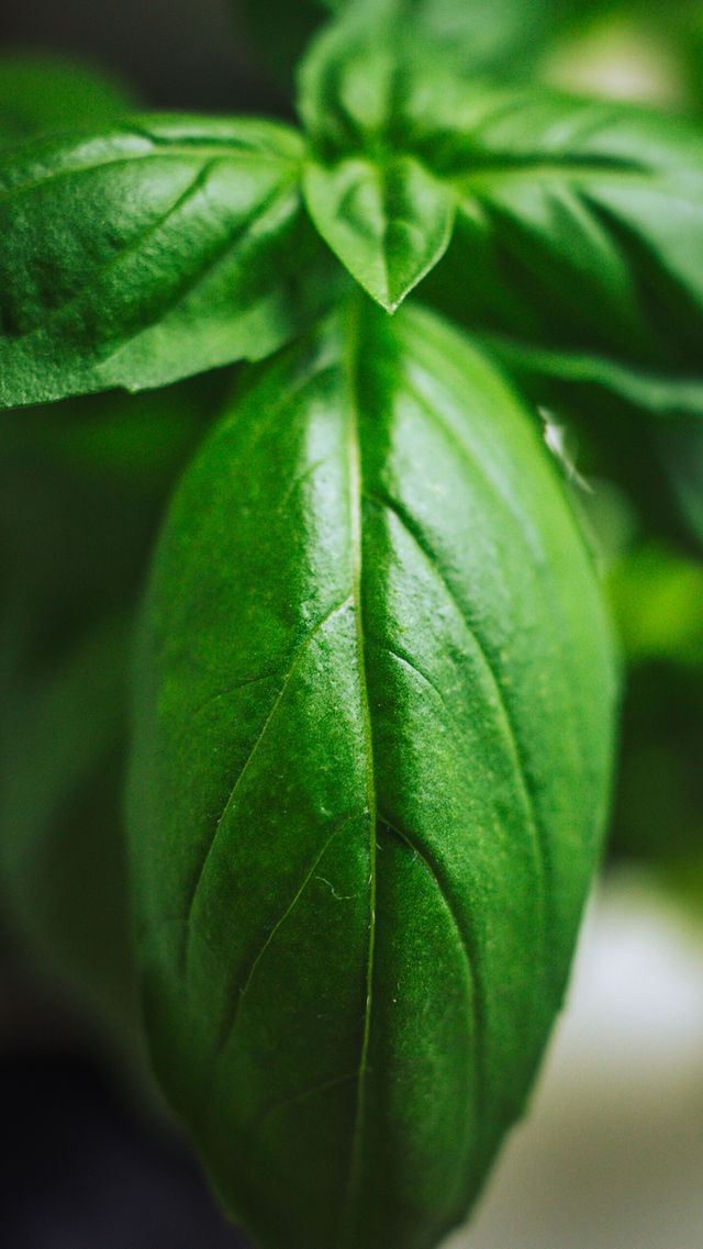 Basil