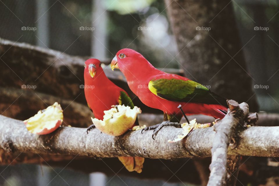 Parrot eating fruit