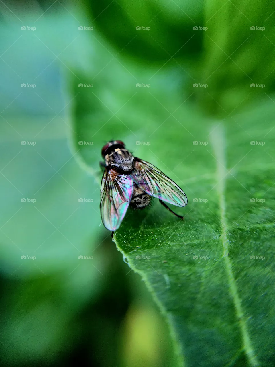 fly