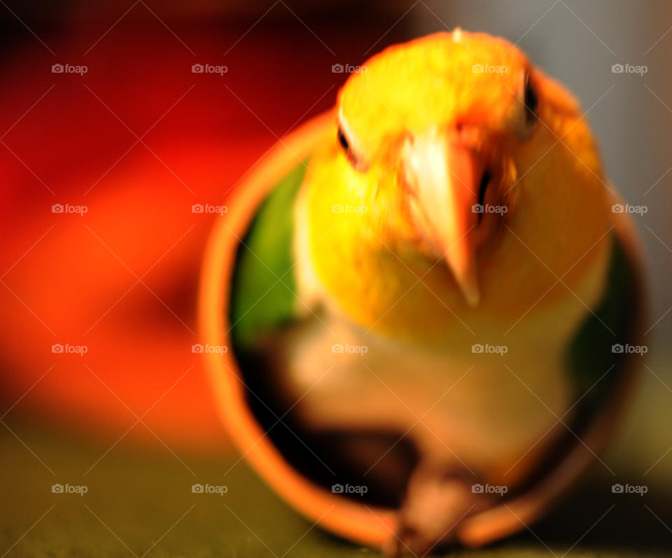 bird parrot caique funny parrot. by lightanddrawing