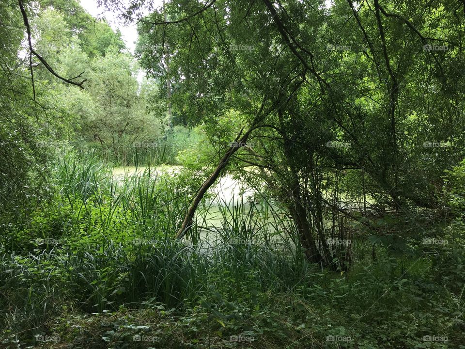 Pond in forest