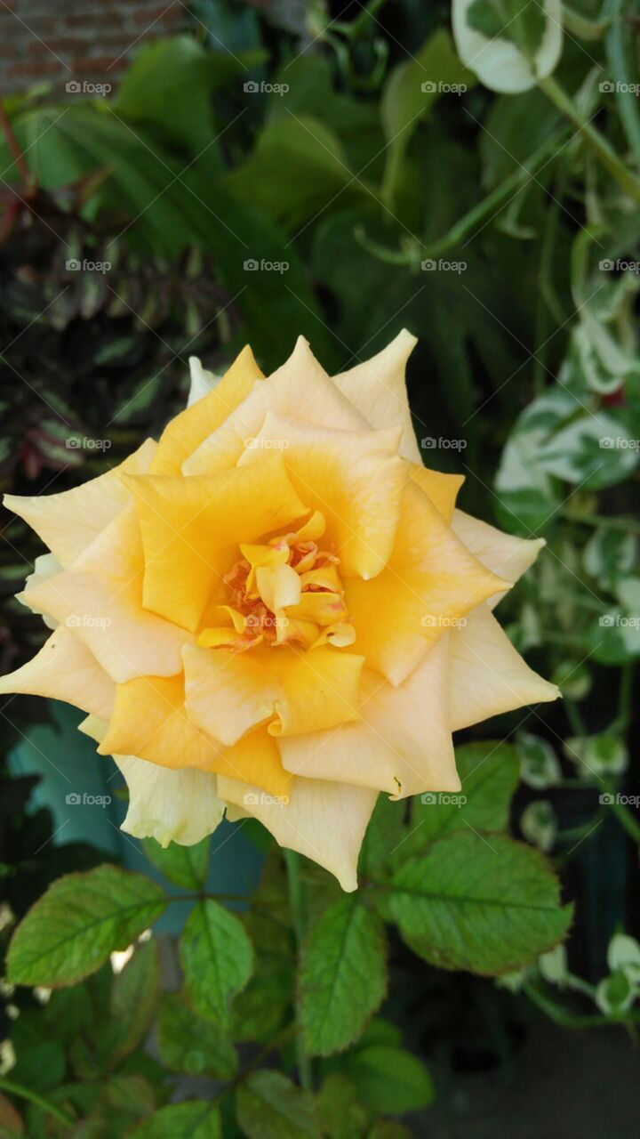 mawar kuning cerah