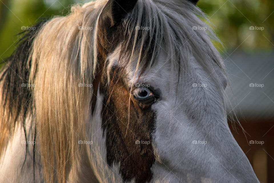 Magic horses