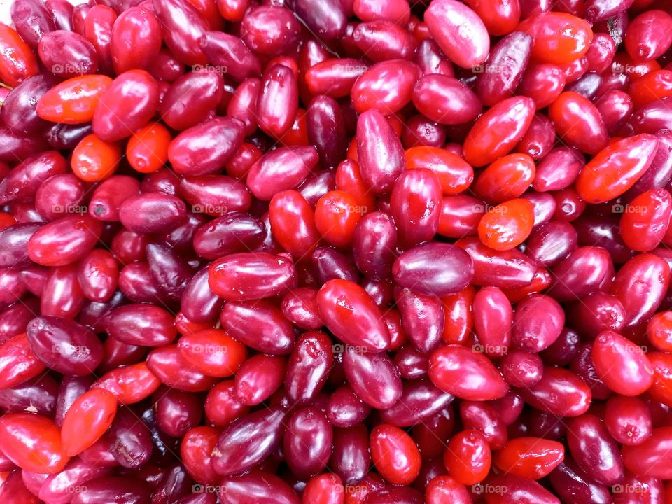 red berries of dogwood.