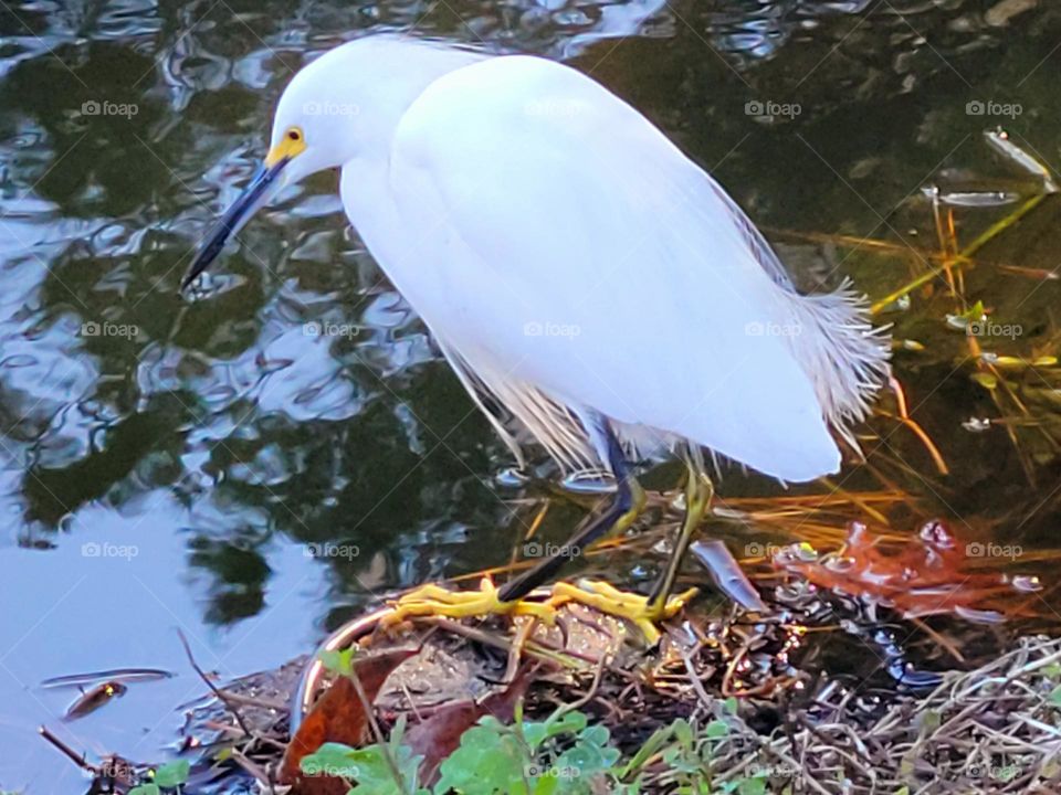 Egret