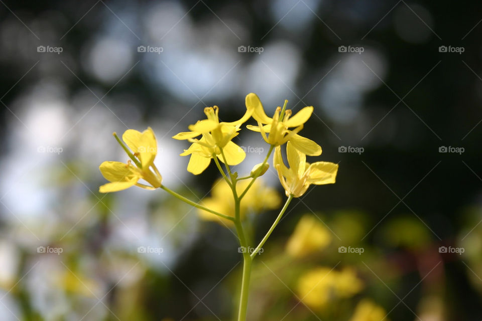 sky spring garden yellow by georgiadb