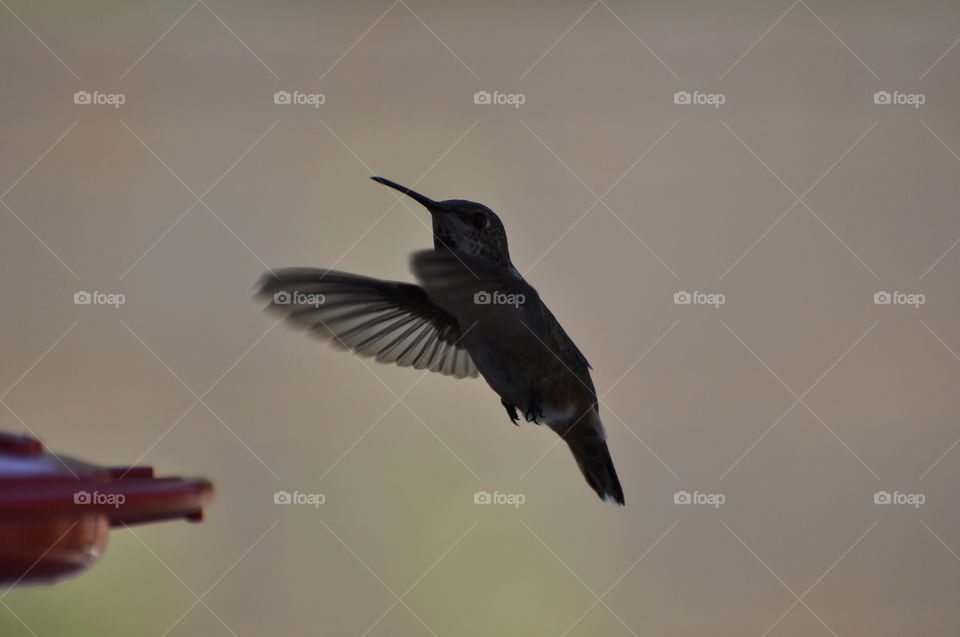 Flying hummingbird silhouette