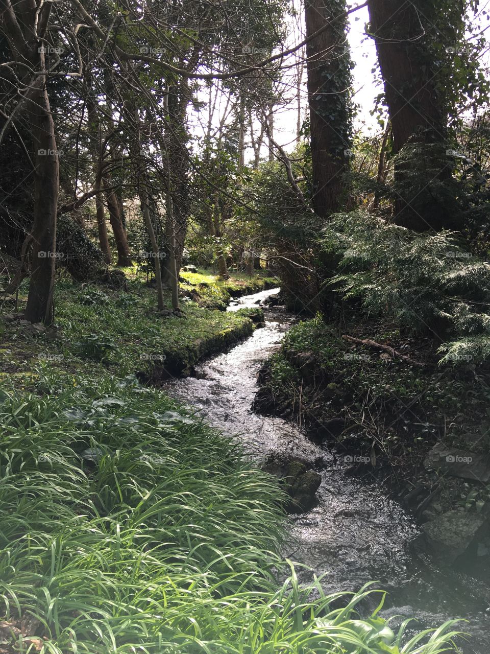 Follow the stream and your adventure will take you anywhere. Nature in Ilfracombe, North Devon. 