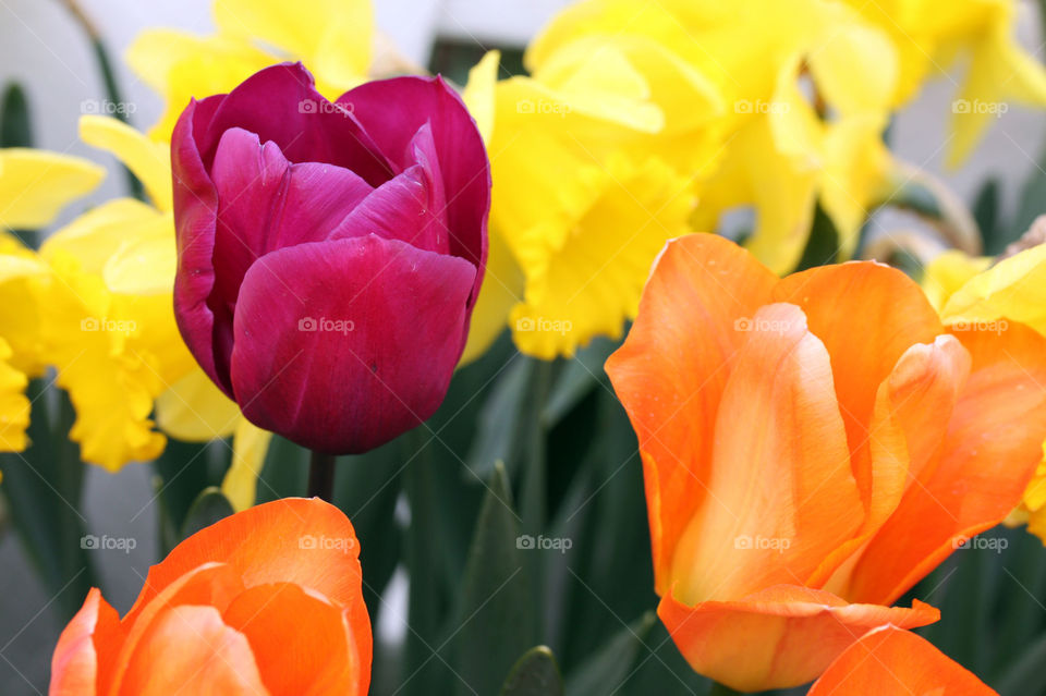 Elegant pink tulip enjoying the company of colorful tulips and narcissus in the field 