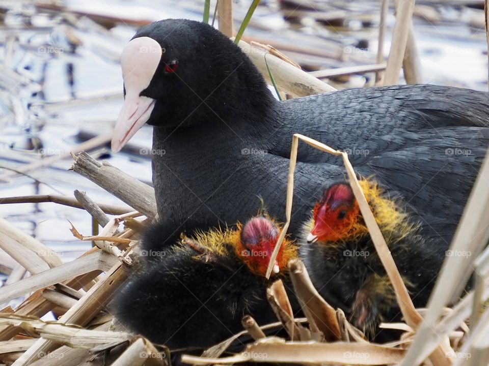 Coot’s family