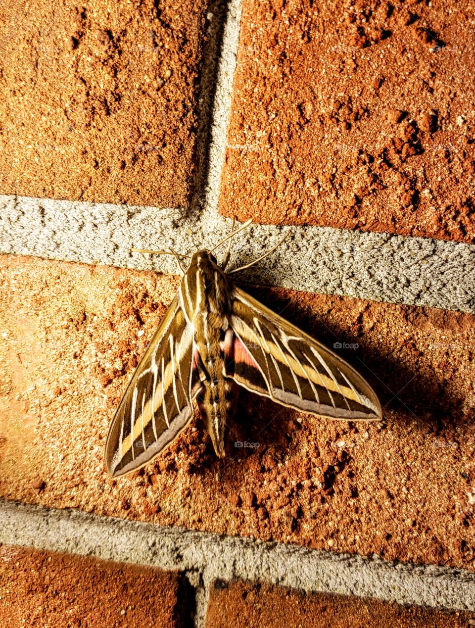 We keep seeing this giant moth on our porch but can't identify the species. It's as large as a lunar moth but the colours are warmer, especially the hidden pink spots on the wings. It was almost camouflaged but wouldn't move from the grout.