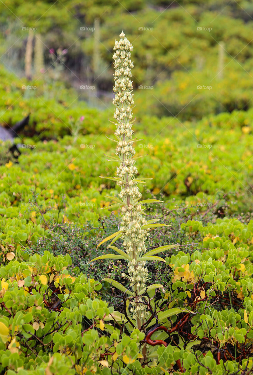 Bryce Canyon flowers 