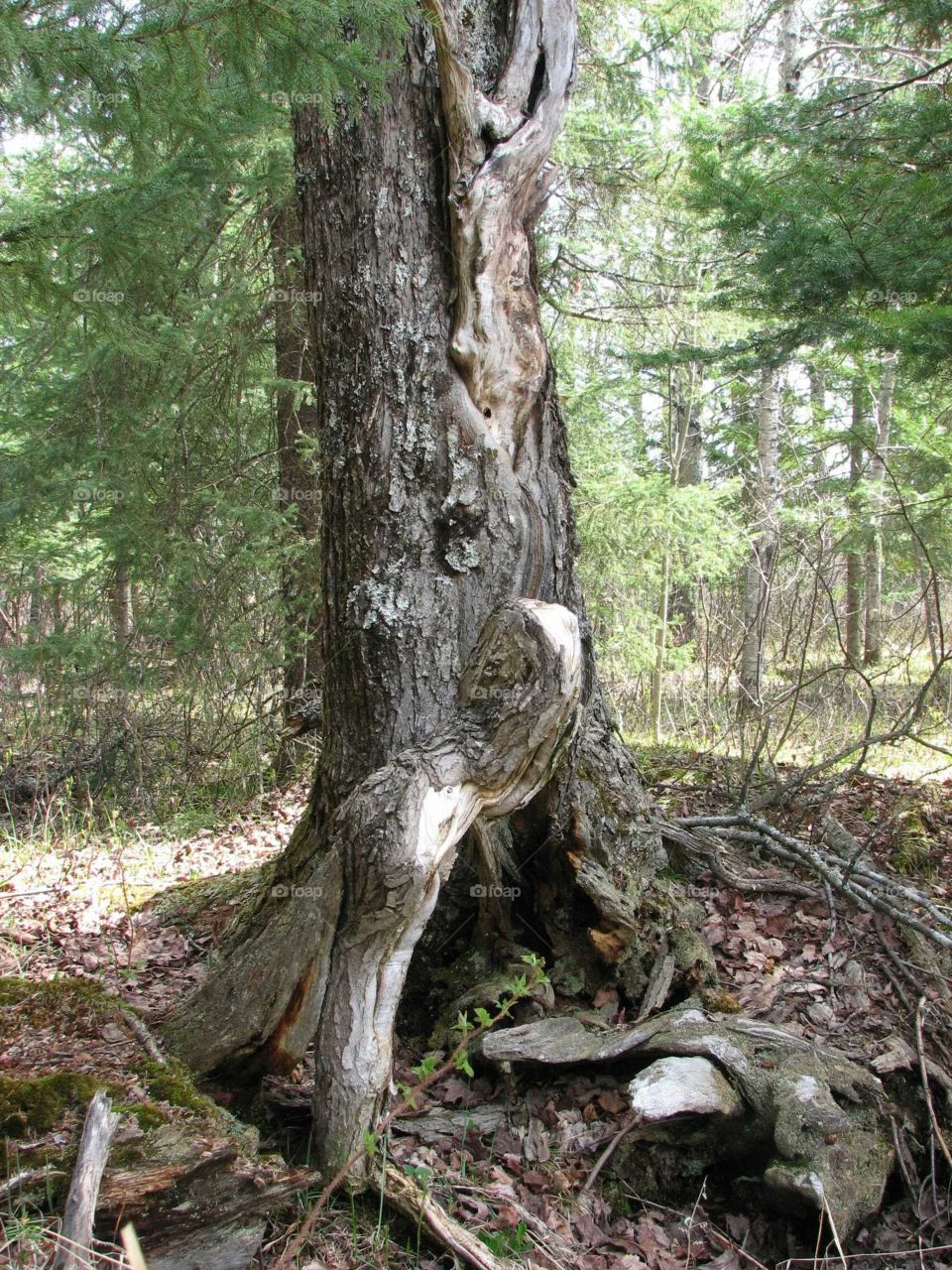 interesting tree trunk