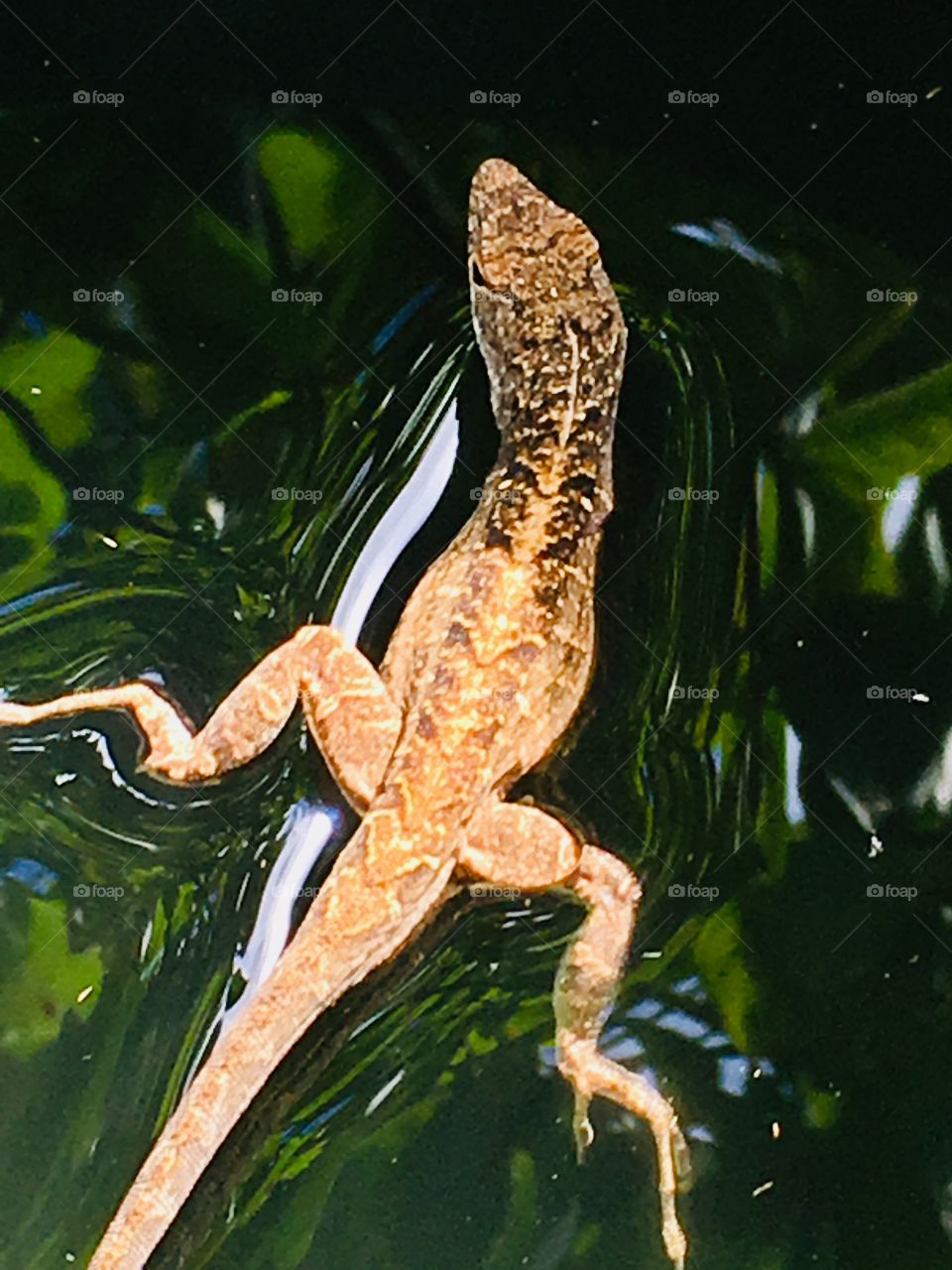 Florida lizard  floating on water 🦎