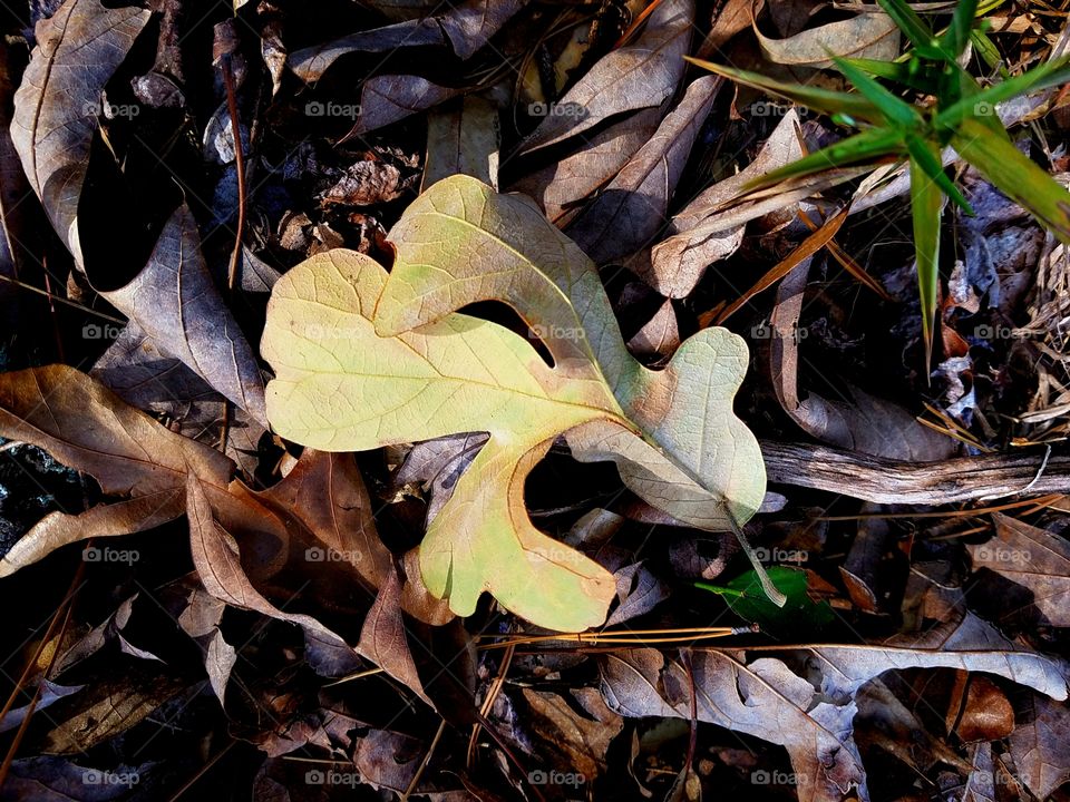 yellow leaf.