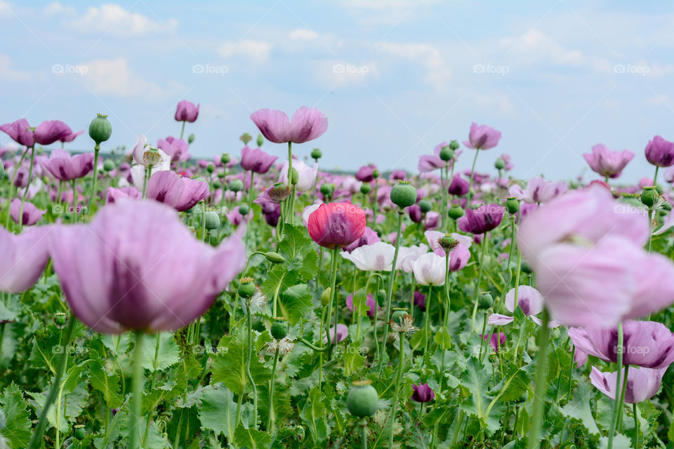 Poppy flower field. Photographed near higway