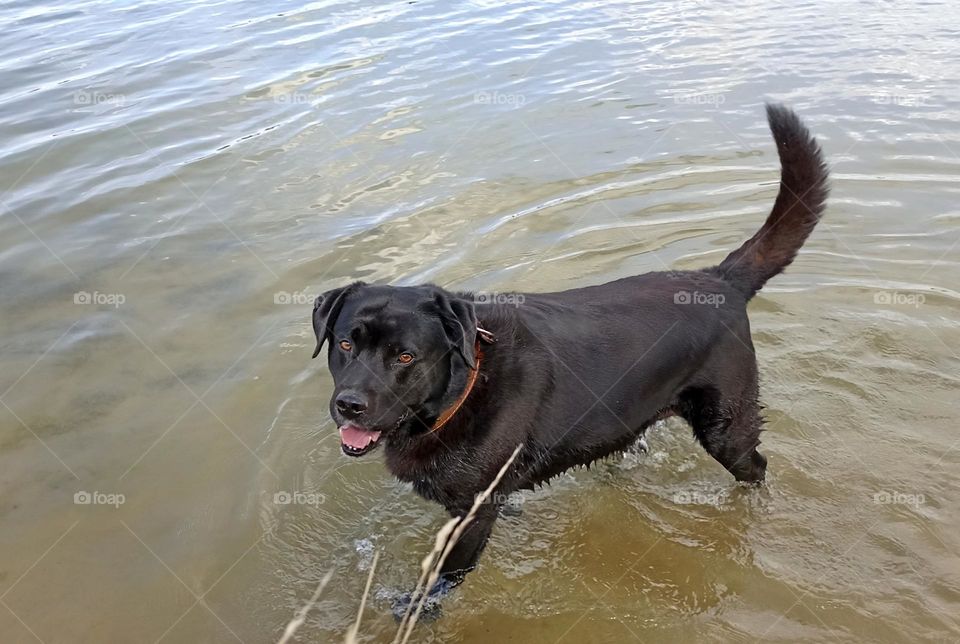 dog on a water lake summer time, mobile photography