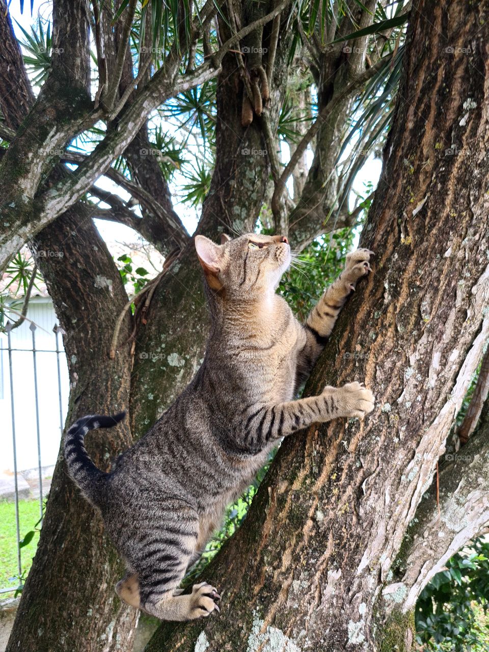 cat climbing a tree