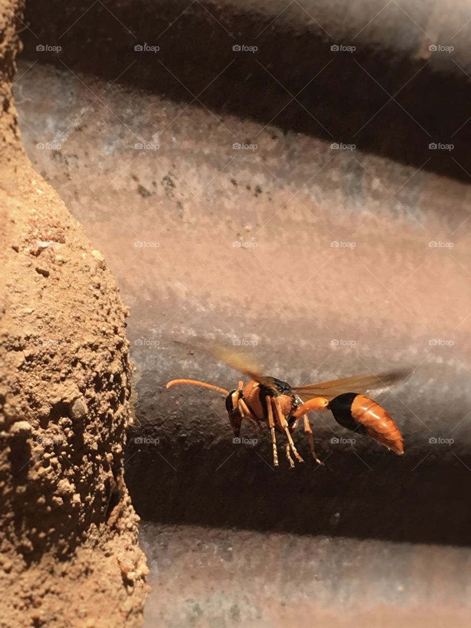 Hovering black and orange mud wasp 