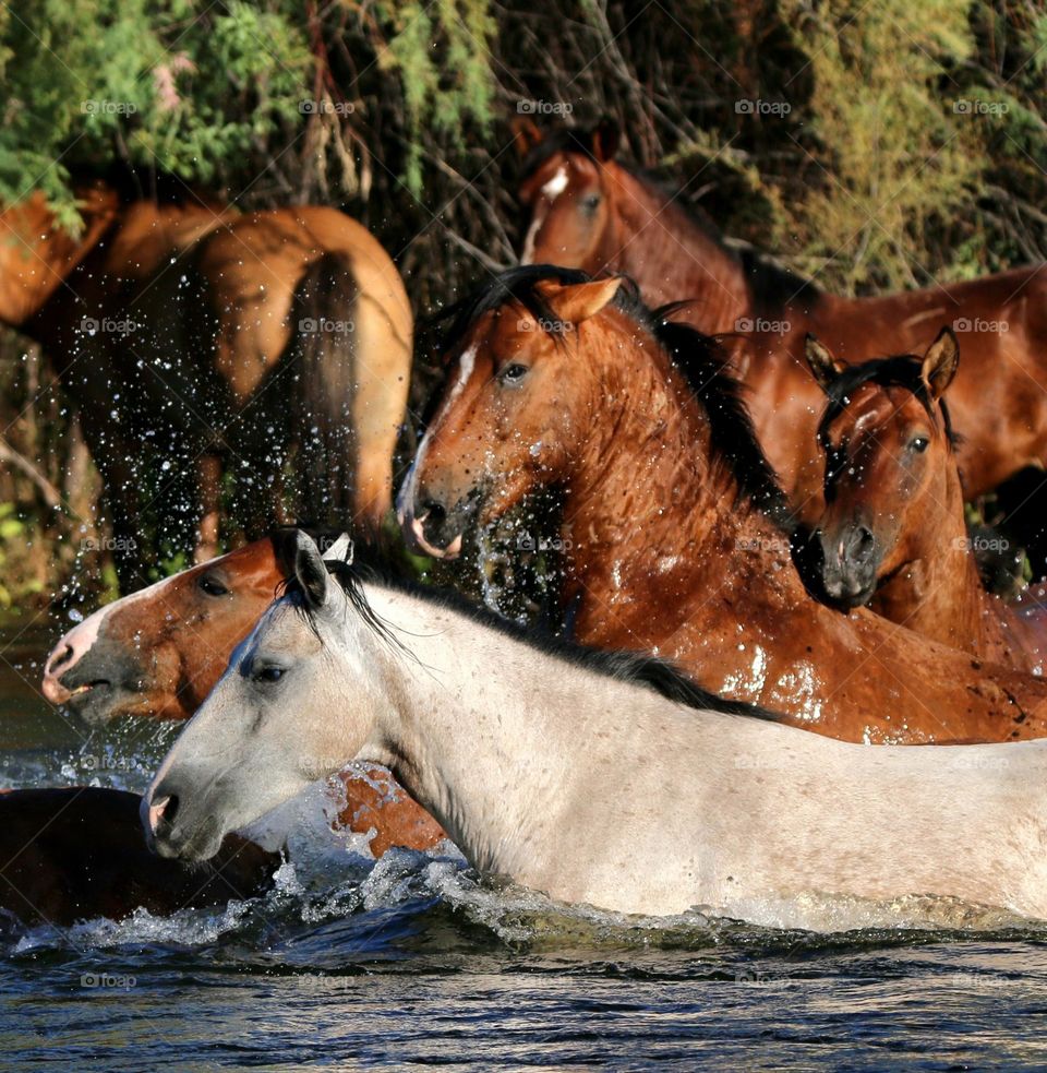 Wild Horses Rushing into River