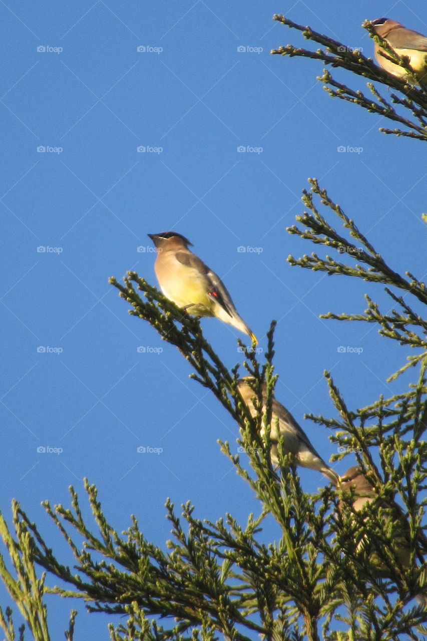 Birds in a tree