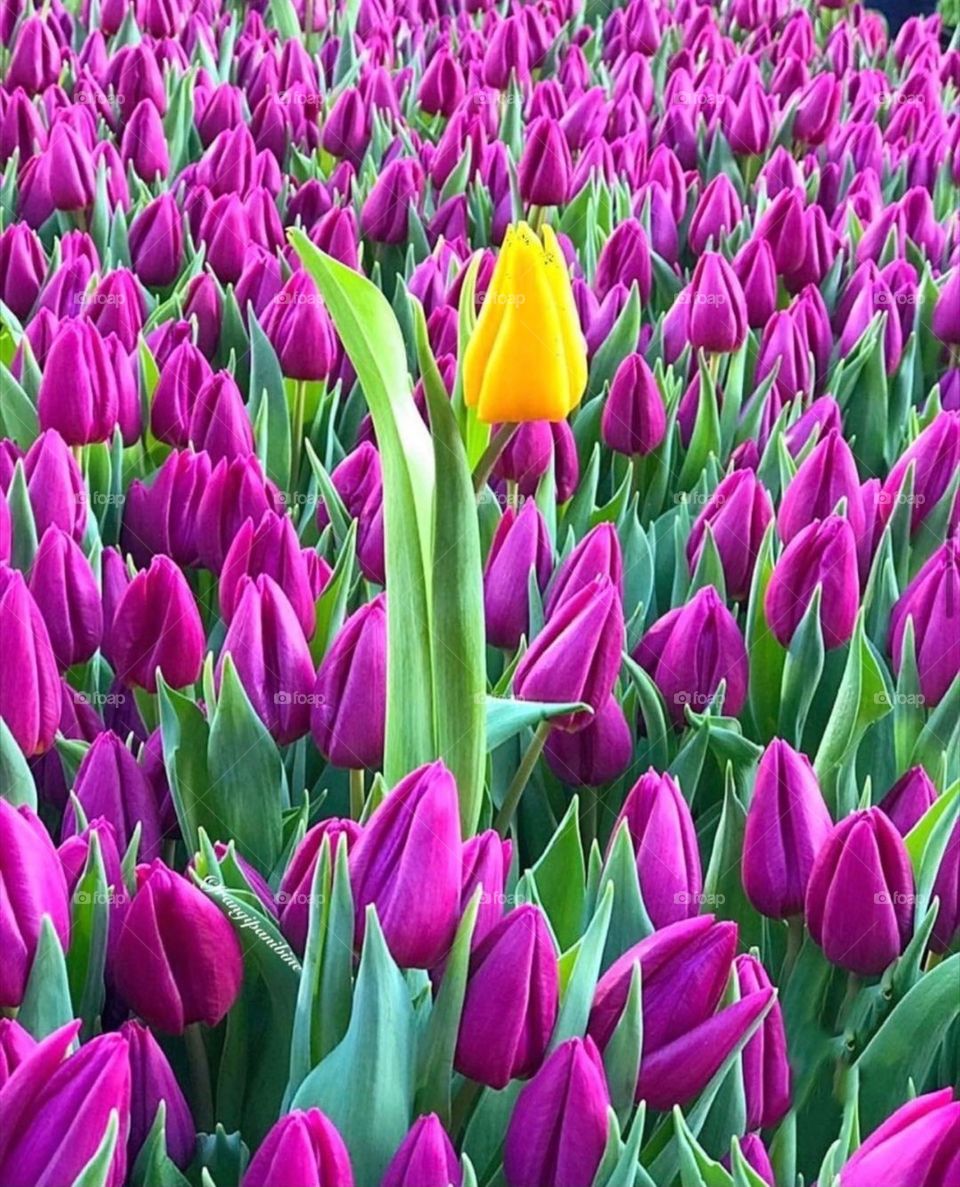 Pink tulips