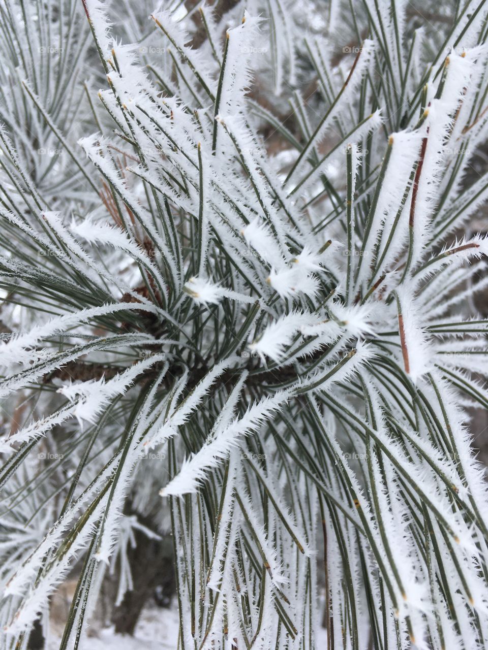 Frosty Pine