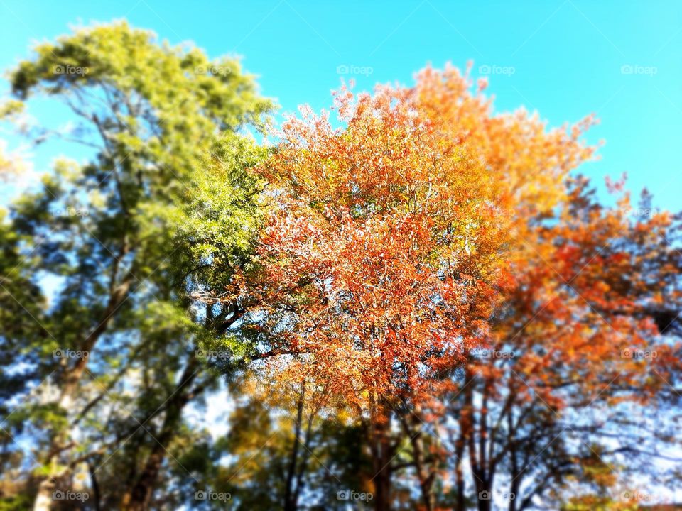 battle of green and orange