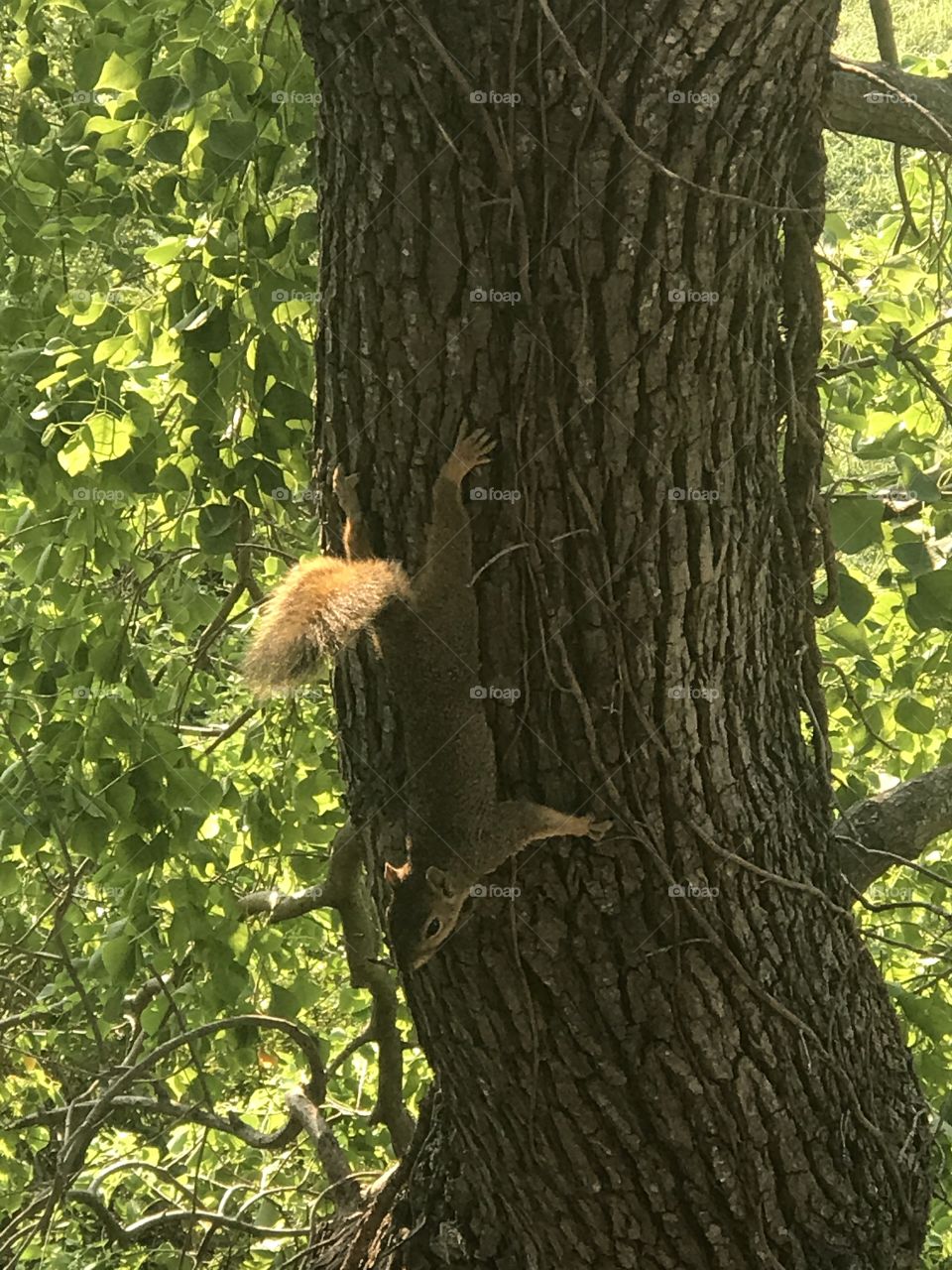 Squirrel climbing down 