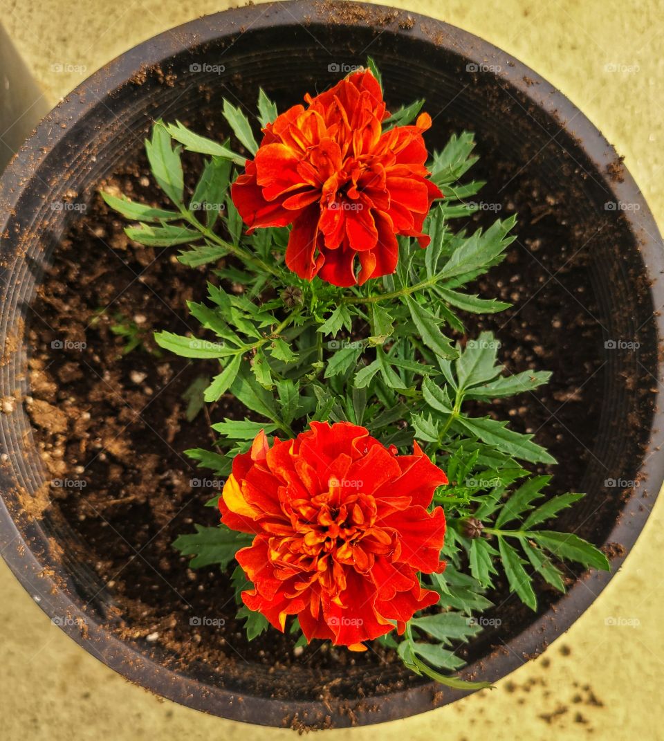 Red flowers blooming bright