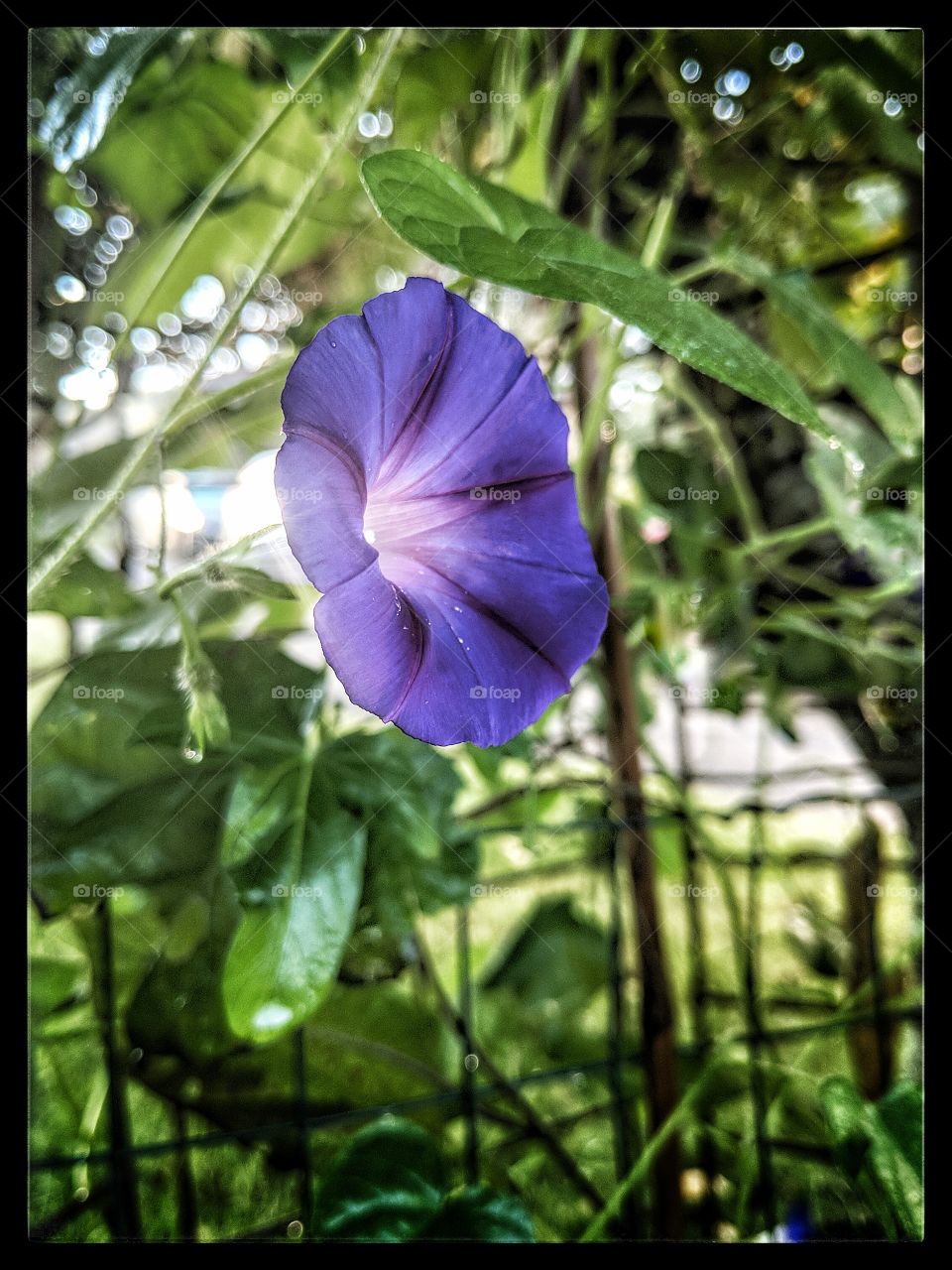 morning Glories