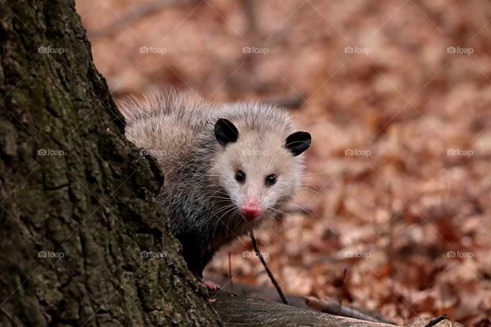 opossum