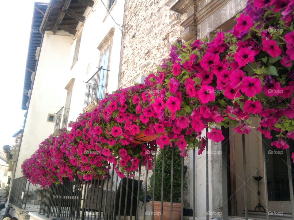 Beautiful red flowers