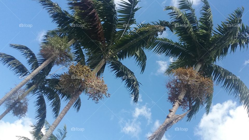 Florida Date Palm on a sunny day filled with blue sky and puffs of white fluffy clouds