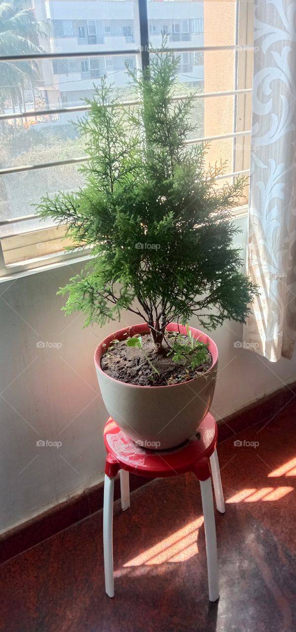 The little tree 🌲♥️