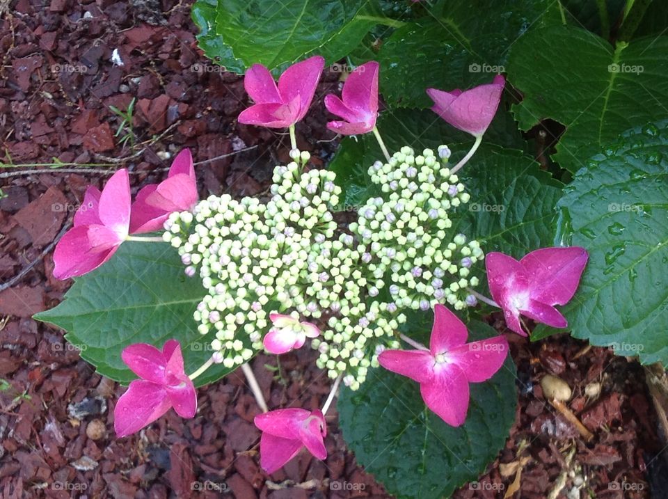 Beautiful lace hydrangea.