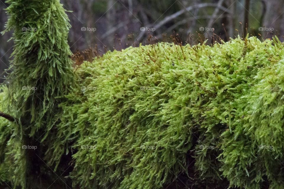 Green moss in the forest .
Grön mossa skog