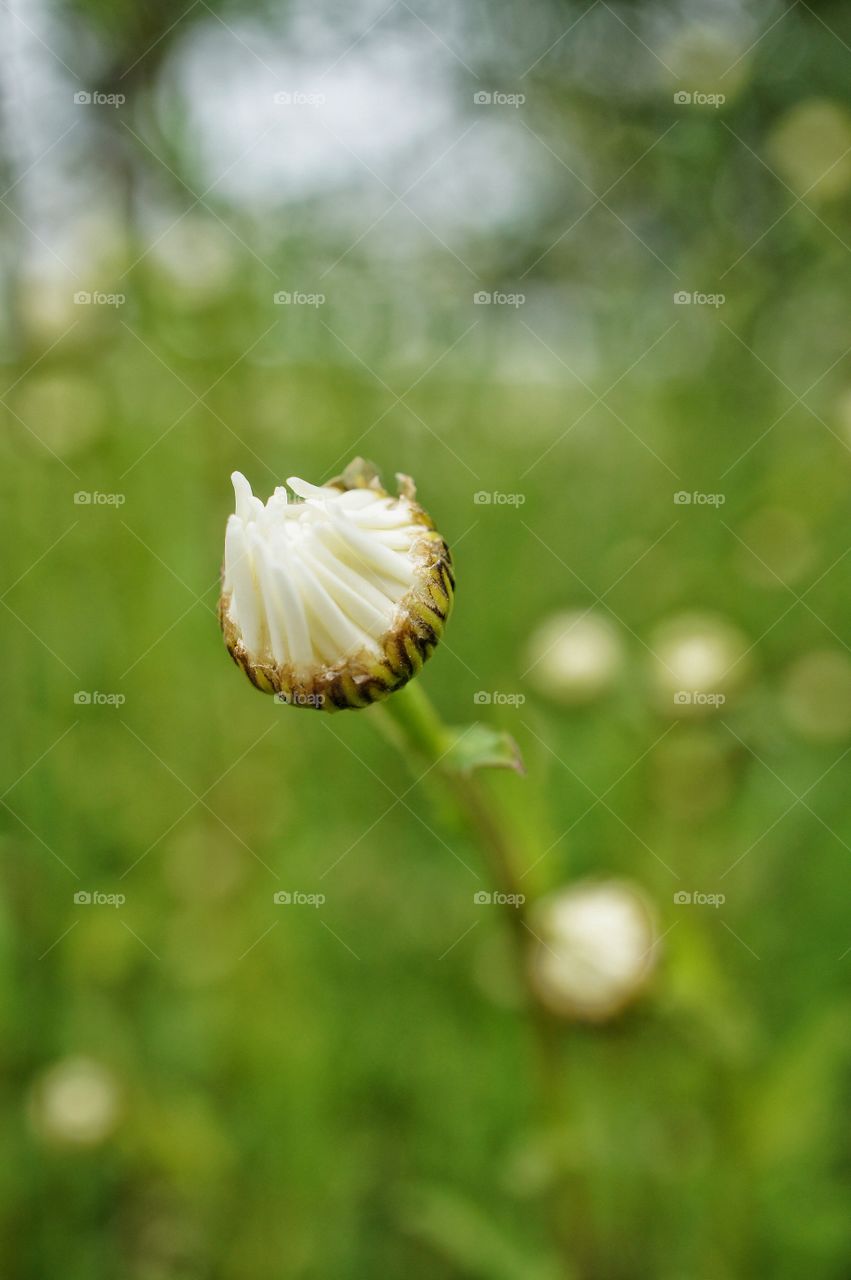 Daisy bud