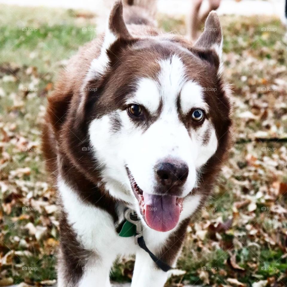 happy husky in fall