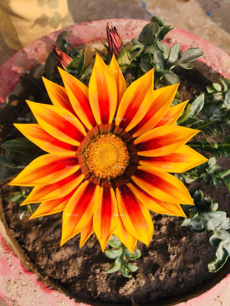 #Flower❤# it's Click by me 👉Mr. Satya Anand👈