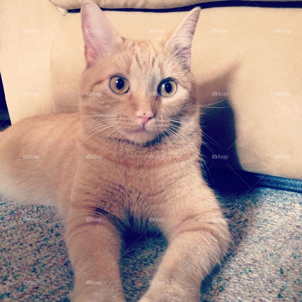 Model cat