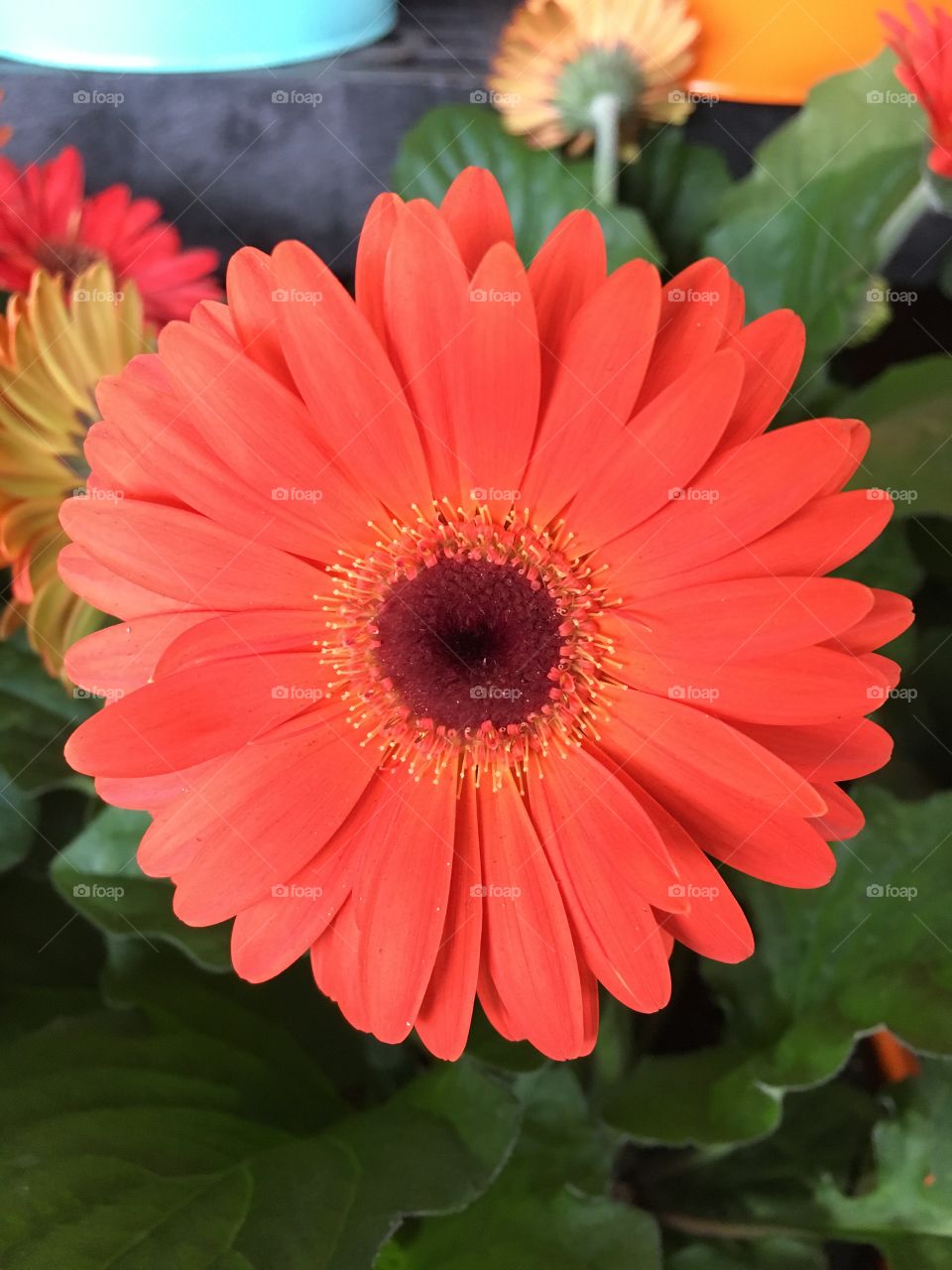 Red Gerbera 